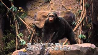 映画「猿の惑星：新世紀（ライジング）」特別映像（Caesar’s Story)