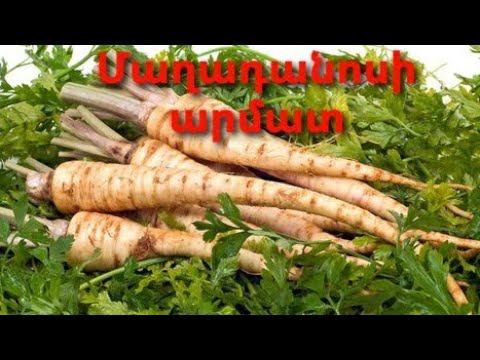 Video: Մաղադանոսի հիվանդություններ