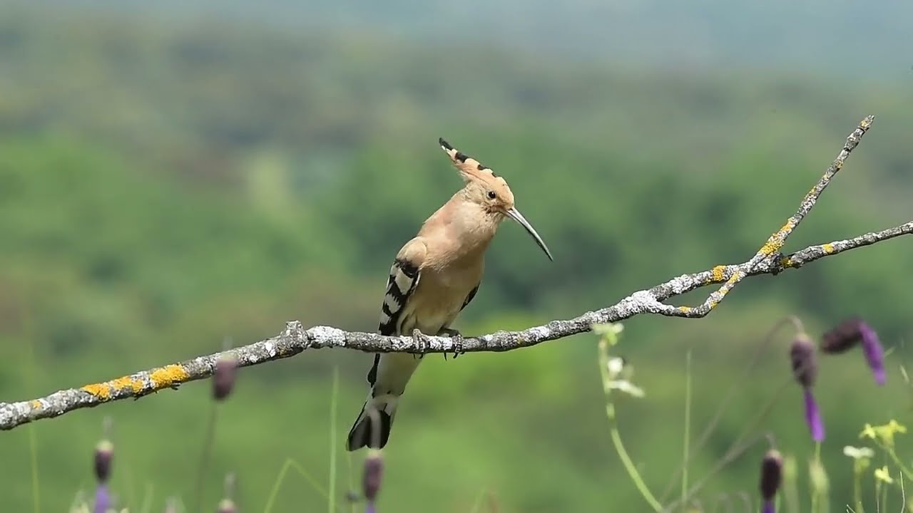 Bird | Bird Hoopoe Animal Tree Branch Forest Nature | True Nature