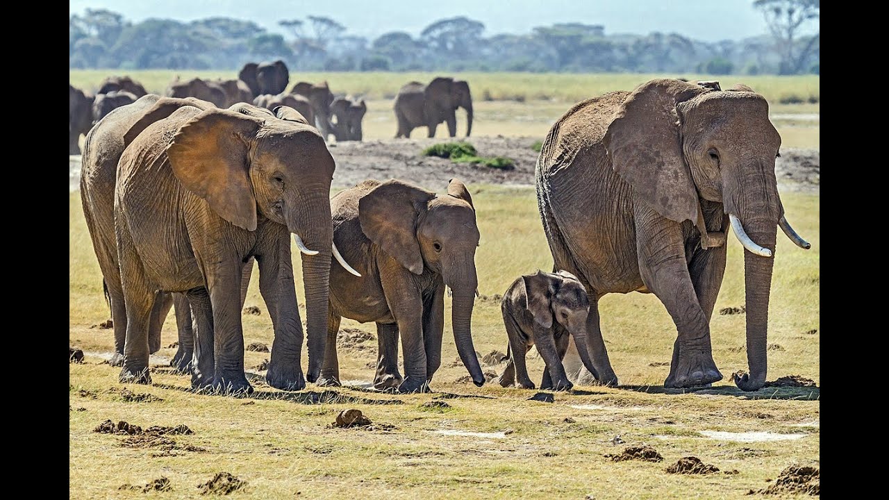 Fun Facts for kids - Elephants || Educational Videos For kids