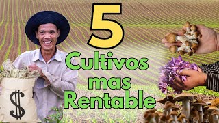 Los 5 Cultivos Más Rentables en 1 Acre | ¡Gana Grandes Ingresos con Estos Secretos Agrícolas!