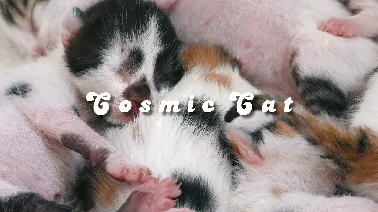 Berry for Bears & Elle Earth - Cosmic Cat (Lyric Video)
