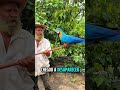 Animais raros encontrados no Brasil #curiosidades #animais #bichos