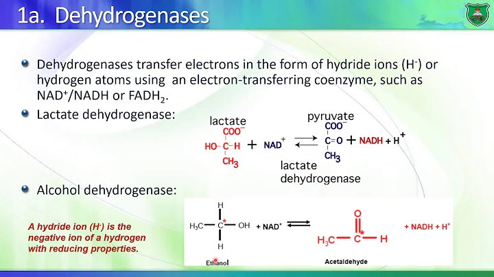BioD07 Enzymes II   Classification of enzymes 2020...