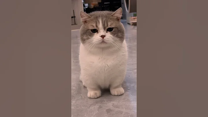 Video 10539971: pets catlover meow kitty, cats catlover pets meow, catlover kitty pet cute, pets kitty catlover funny