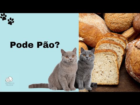 Vídeo: Fatos & informação da raça do gato de Singapura