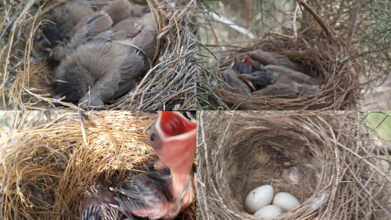 رحله البحث عن عشاش البلابل وافراخ الطيور المهاجره 2025