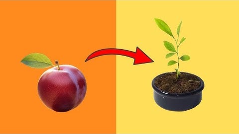 Grow Plum Trees 🌳 from Seed - THE QUICK AND EASY EXPLANATION