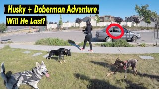 Awkward Looking Doberman Helps German Shepherd Puppy SOCIALIZE!