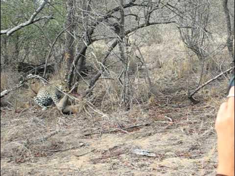 Leopard vs warthog - YouTube