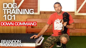 Dog Training 101: Down Command | Brandon McMillan