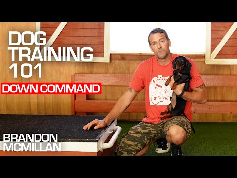 Video: Dapatkah brandon mcmillan melatih anjing saya?
