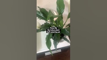 Piece lily self watering pot