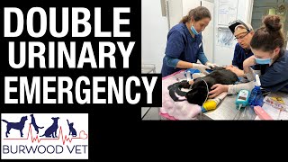 Cat Double EMERGENCY! - 2 cats in distress with urinary issues at Burwood Vet