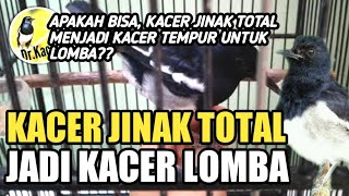 TIPS KACER JINAK TOTAL UNTUK LOMBA BY DR KACER