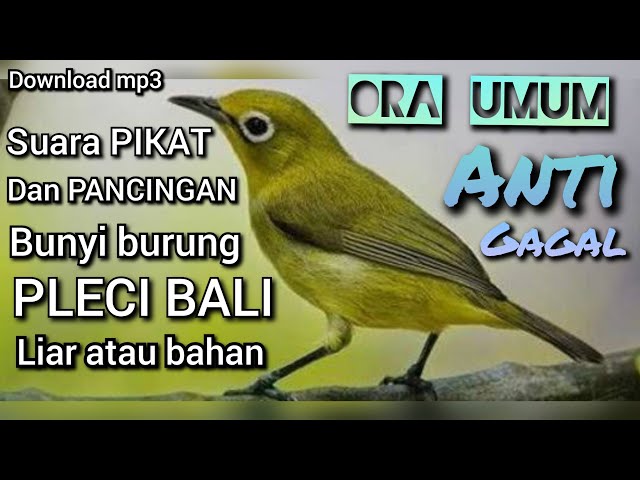 download suara pikat dan pancingan bunyi burung pleci bali liar atau bahan class=