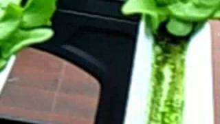 Greenhouse project