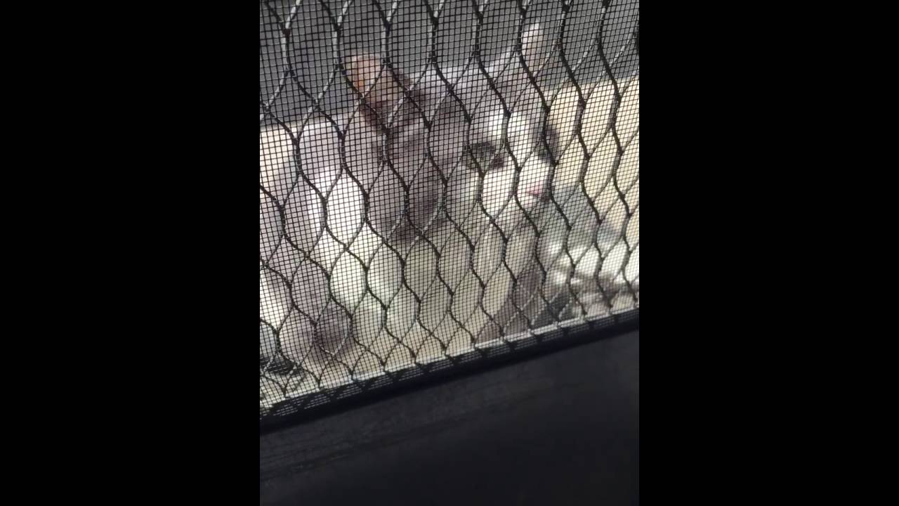 LIVE AUSCHWITZ FOOTAGE 1942 POLAND GERMANY LIFE BEHIND BARS DOCUMENTARY