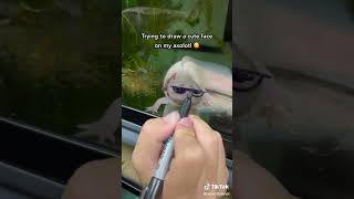 Tryed To Draw A Face On The Axolotl! |tiktok| #shorts