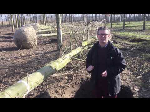 Video: Wat is het verschil tussen een berkenboom en een espboom?