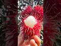 Rambutan: Lychee Ka Exotic Bhai 🥭 | Taste Test &amp; Facts!#shorts #plants #farming
