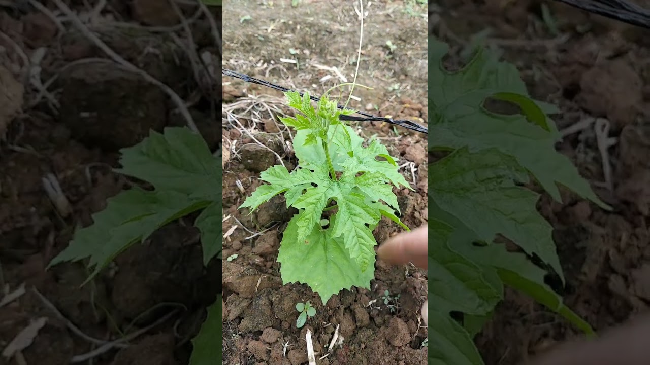 Pag aalaga ng batqng ampalaya