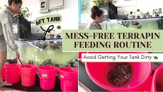 My MessFree Terrapin Feeding Routine: How I Keep Their Tank Clean | Sandra Faustina