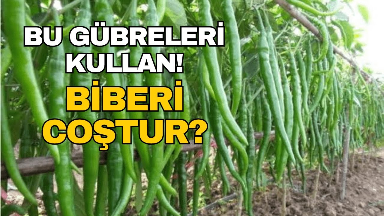 Biberde Doğru Gübrelemenin Sırları? Verimi Katlayacak Gübre Önerileri!