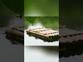 ASMR Raindrop On A Bamboo Raft Relaxing ASMR AI ASMR Raindrop On A Bamboo Raft Relaxing ASMR AI
