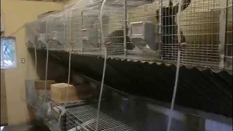 Rabbit water feeders gravity feed system rabbit nipples bunnyrabbit drinker waterer