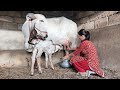 cow milking by hand after first delivery village life evening..#cow_milking