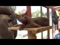 Havana Brown Cats 2016 HD の動画、YouTube動画。