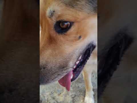 EP096 Rexo one bone a day keeps the dentist away🍖