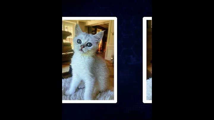 Watch the video about Athos mâle British Shorthair black silver shaded 💚💚😽