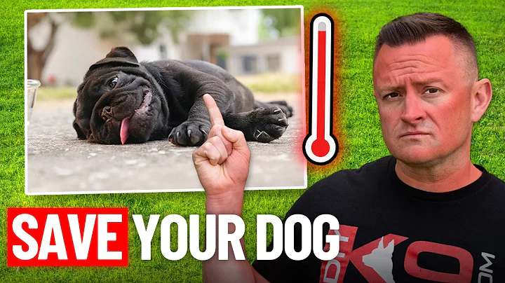DOG HEAT STROKE: 3 SIGNS YOU MUST KNOW TO SAVE YOUR DOG!