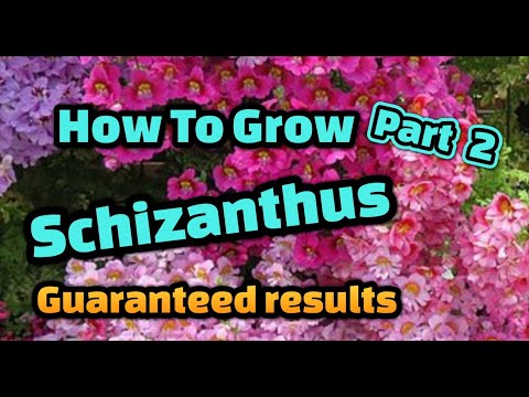 Видео: Гэртээ үрнээс Schizanthus хэрхэн ургуулах вэ