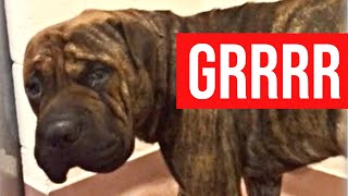Famous Fatal dog attack — ‘Screams like I’ve never heard before’ Wealth