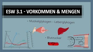 Energiestoffwechsel (3/4): Wo und wie viel ATP, KrP, Leber- &amp; Muskelglykogen haben wir im Körper?