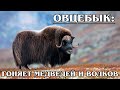 ОВЦЕБЫК: Суровый гигант пережил ледниковый период