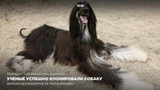 Ученые успешно клонировали собаку Ученые успешно клонировали собаку