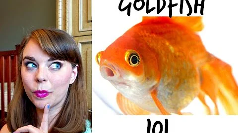 GOLDFISH 101 | How To Care For A Goldfish