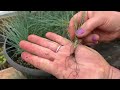 How to propagate ornamental grasses Blue Fescue / Save money and multiply landscape plants!