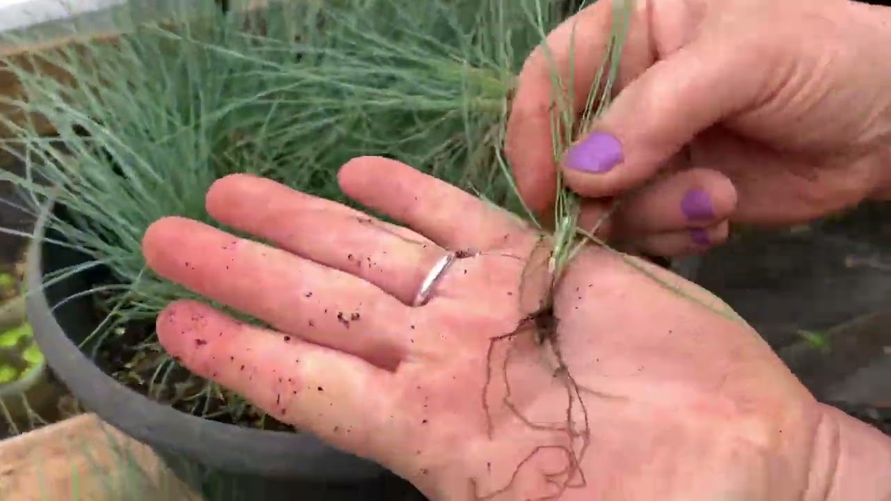 How to propagate ornamental grasses Blue Fescue / Save money and multiply landscape plants!