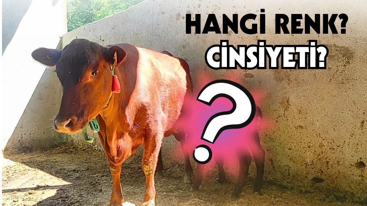 TÜM TÜRKİYE'NİN BEKLEDİĞİ O BUZAĞI DOĞDU! | Angus Hürrem Doğurdu