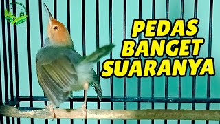 Suara Prenjak Tamu Jantan Gacor Nembak, VOLUME Lantang & JERNIH , Cocok Sebagai Pikat ampuhh