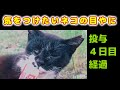 【最新情報４日目の経過】目やにの投与で少しづつ症状が変わってきた猫