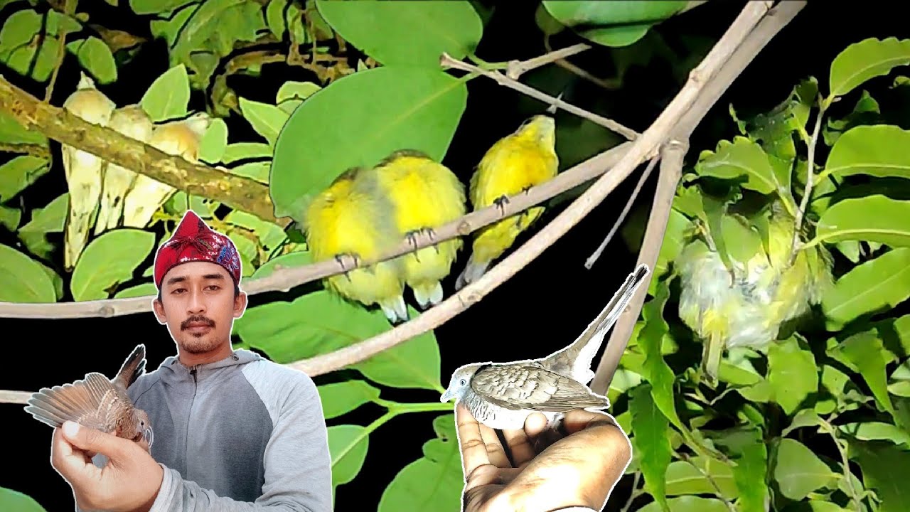 Berkah Malam Satu Suro | Mencari Burung Tidur Di Malam Hari Eps 206