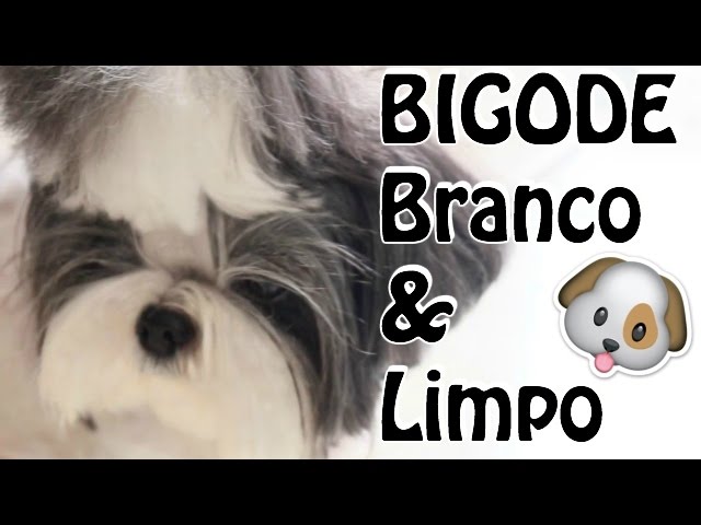 Como deixar o pelo do shih tzu branco Clearance
