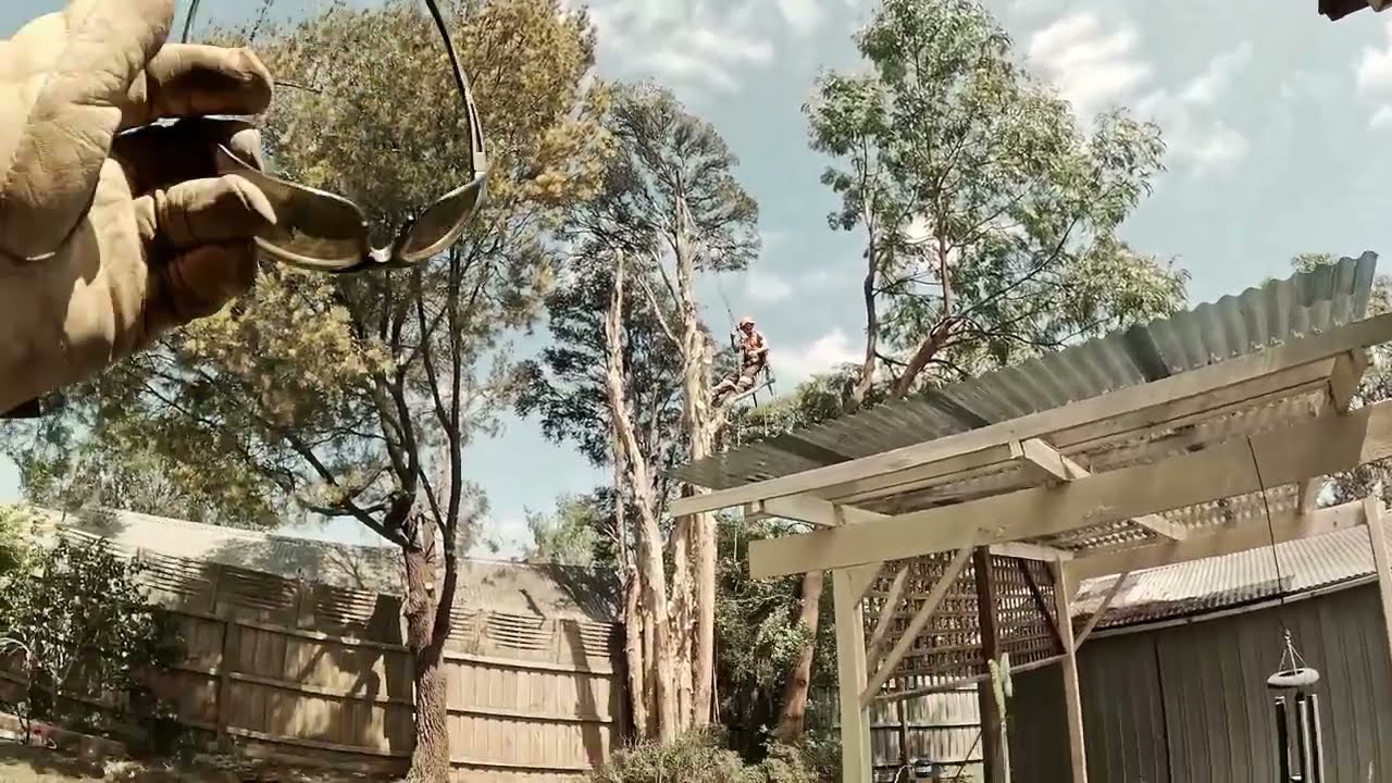 Tree Removal Full day  plus smoking meat with the bark of the TREE Absolutely Burko Mad MO FO's Mark