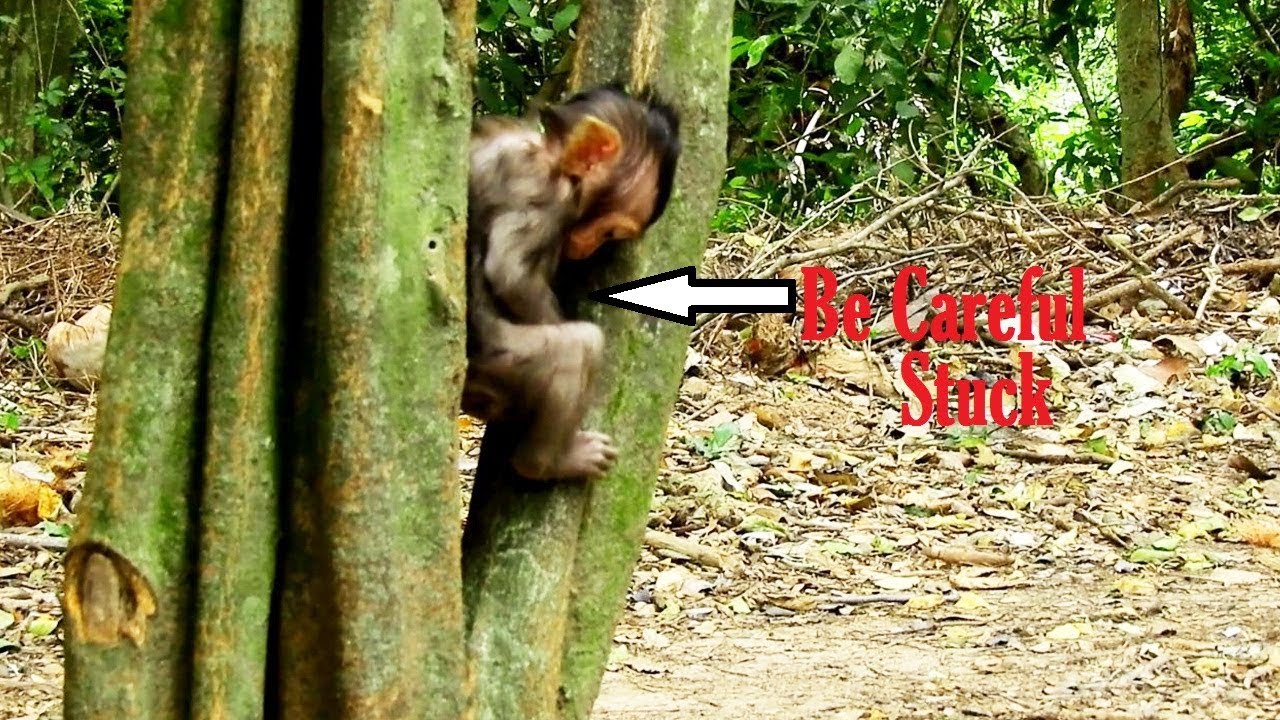 foundry Lizza Be Careful Stuck On Tree/ Mom Running To Help Lovely Lizza coz Worry Baby